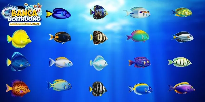 Phân loại hệ số cá và đặc điểm nhận diện 